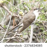 Migrating black billed cuckoo image side profile