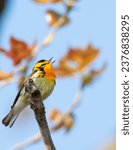 Migrating blackburnian warbler singing in the spring light