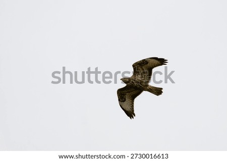 Migrating Common Buzzard (Buteo buteo) captured, while soaring in the sky.