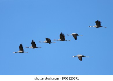 Migrating Common Cranes Flight Stock Photo 1905120391 | Shutterstock