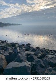 Migrating Ducks On Strangford Lough