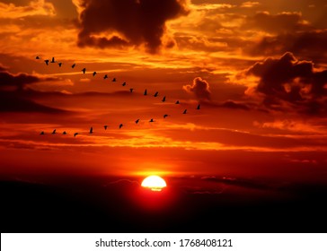 Migrating geese in front of dramatic sunset. The geese are flying in V-formation in order to save energy.