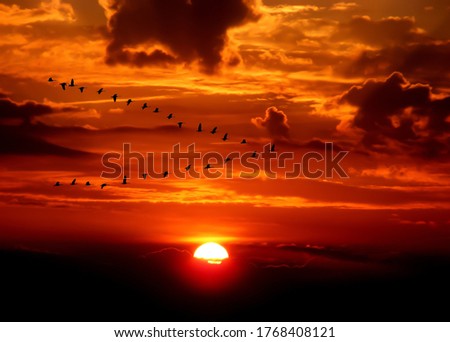 Similar – Foto Bild Abendflug der Gänse beim Sonnenuntergang