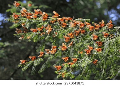 Migrating Monarch butterflies in Mexico - Powered by Shutterstock