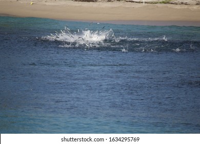 Migrating Mullet Being Attacked By Hungry Tarpon Off Juno Beach, Florida