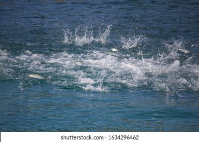 Migrating Mullet Fleeing From Hungry Tarpon Fish Off Juno Beach, Florida