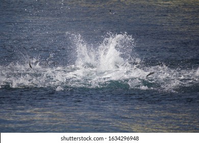 Migrating Mullet Fleeing Hungry Tarpon Off Juno Beach, Florida