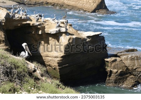 Migrating pelicans making a rest stop along the Pacific coastline