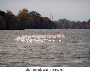 Migrating Pelicans At University Lake, Baton Rouge, Louisiana, USA