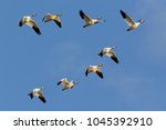 Migrating Snow Geese flying in formation over Middle Creek Wildlife Management Area in Lancaster County, Pennsylvania.