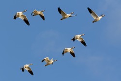Migrating Snow Geese Flying In Formation Over Middle Creek Wildlife Management Area In Lancaster County, Pennsylvania.