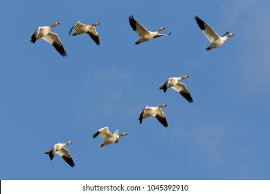 Migrating Snow Geese flying in formation over Middle Creek Wildlife Management Area in Lancaster County, Pennsylvania.