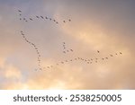 Migrating snow geese flying high up during a beautiful sunrise sky. Snow geese are a spectacular sight in the Skagit Valley of Washington State during the winter months, when they migrate to the area.