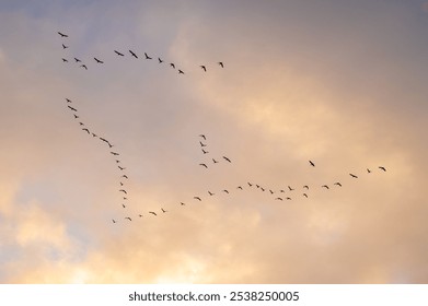 Migrating snow geese flying high up during a beautiful sunrise sky. Snow geese are a spectacular sight in the Skagit Valley of Washington State during the winter months, when they migrate to the area. - Powered by Shutterstock