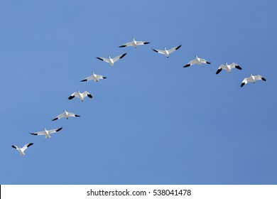 Migrating Snow Geese flying in a V formation across a blue sky.