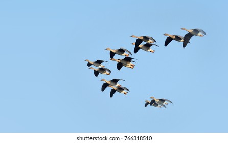 Migrating Taiga Bean Goose