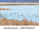 Migrating Waterfowl Along the Mississippi Flyway in Goose Island State Park in Wisconsin