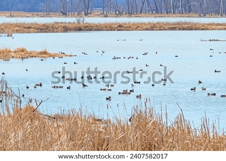 Migrating Waterfowl Along the Mississippi Flyway in Goose Island State Park in Wisconsin