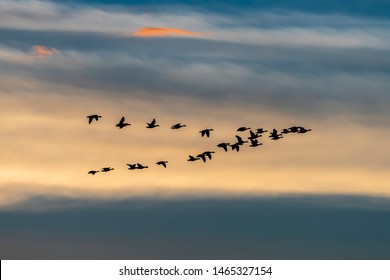 Migrating wild geese formation in fall season - Unesco Geopark Hondsrug, Drenthe, The Netherlands. - Powered by Shutterstock