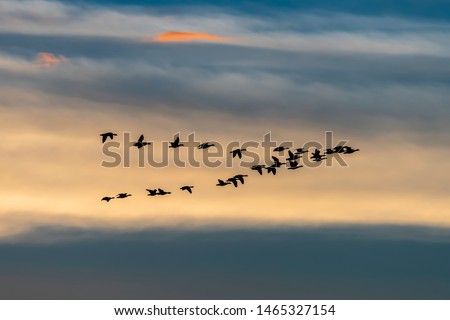 Migrating wild geese formation in fall season - Unesco Geopark Hondsrug, Drenthe, The Netherlands.