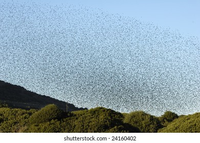 Migration