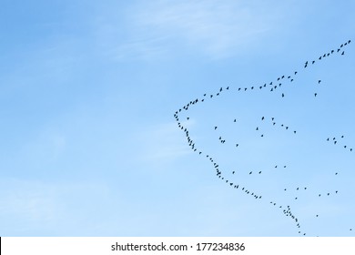 migration of birds to the north or to the south