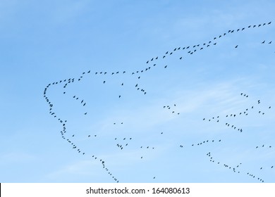 migration of birds to the south or maybe to the north - Shutterstock ID 164080613