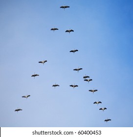 migration of birds south. or maybe to the north - Shutterstock ID 60400453