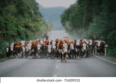 Migration of cows on a road