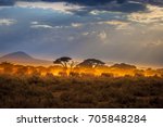 Migration of elephants. Herd of elephants. Evening in the African savannah.