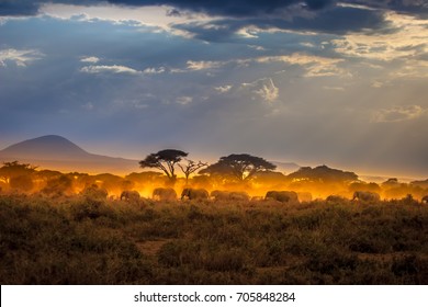Migration of elephants. Herd of elephants. Evening in the African savannah.