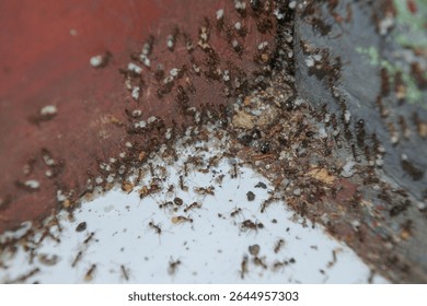 Migration of red ants due to changes in weather, the eggs they carry can be seen in one corner of the wall of the house.
