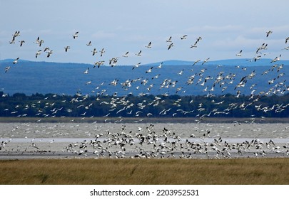 Migration of snow geese at Cap Tourmente National Wildlife Area in Quebec