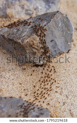 The migration of the termites
