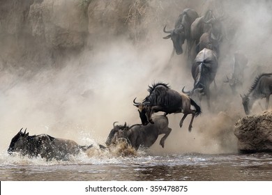 Migration of wildebeest
