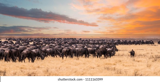 A Migration Of Wildebeest In Serengeti National Park,Tanzania