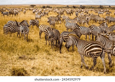 migration zeber africa kenya masai mara - Powered by Shutterstock