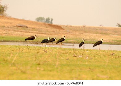 Migratory Bird