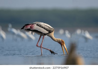 Migratory bird -Asian Painted stork wandering in the shallow waters of the bird sanctuary  for fish in the early morning hours. - Shutterstock ID 2275916907