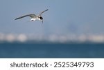 Migratory bird Little Tern at the sallow water river of the bird sanctuary