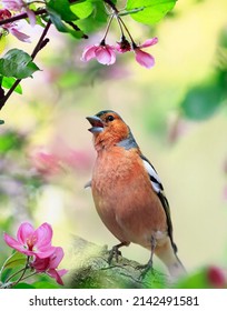 Migratory Bird Male Finch Sits On The Branches Of An Apple Tree With Pink Flowers In A Spring May Garden And Sings