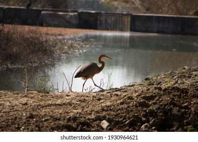 Migratory Bird Seen At Sultanpur Bird Sanctuary