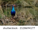 Migratory bird Swamphen wandering around the bushes of the shallow lake marsh dry grassland for food at the bird sanctuary - selective focus