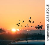 migratory birds amid the sunrise