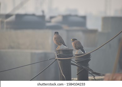  Migratory Birds In The City,portrait,brown,black,beak,elegant,
Urban,closeup,perched,small,tiny,
Wallpapers,backgrounds,animals,
Ornithology,wildlife,wild,friends,exotic,
Together,feather,nature,grey