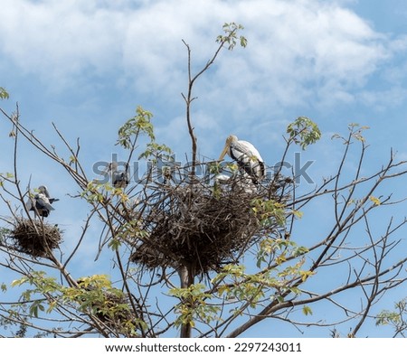 Migratory birds - Eurasian storks roam the shallow waters of the bird sanctuary for fish in the early morning. and built a house on the tree usually stay together in a herd