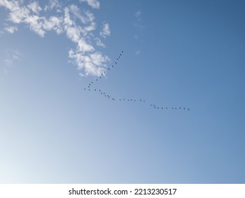 Migratory birds in flocks flying high in the sky in V-shaped or triangle formation, making journey between their summer breeding and wintering grounds