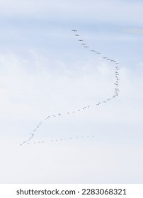 Migratory birds fly high in the blue sky. - Shutterstock ID 2283068321