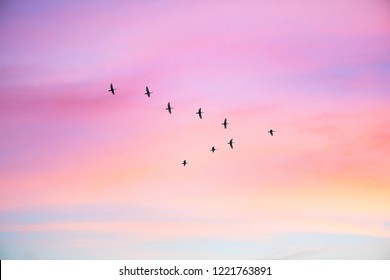 Migratory birds flying in the shape of v on the cloudy sunset sky. Sky and clouds with effect of pastel colored.    