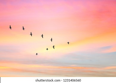 Migratory birds flying in the shape of v on the cloudy sunset sky. Sky and clouds with effect of pastel colored.  
